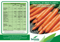 Carrot (Hybrid Karina)