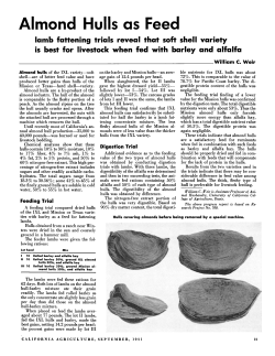 Almond Hulls as Feed