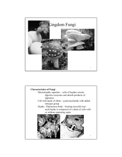 Kingdom Fungi