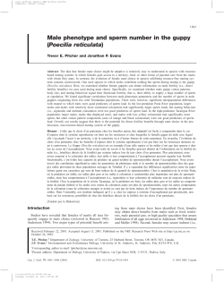 Male phenotype and sperm number in the guppy (Poecilia reticulata)