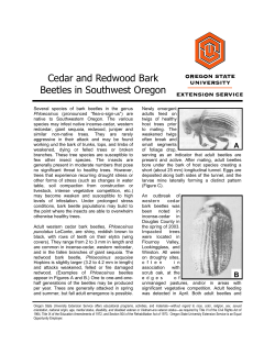 Cedar Bark Beetles