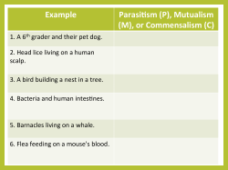 Example Parasi sm (P), Mutualism (M), or Commensalism (C)