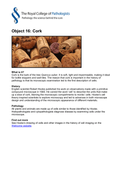 Object 16: Cork
