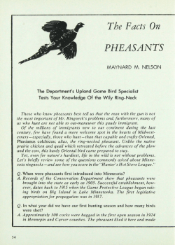 0 The Facts On PHEASANTS