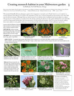 Creating monarch habitat in your Midwestern garden