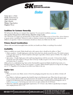 Elodea