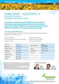 sunflower &ndash; ausistripe 14