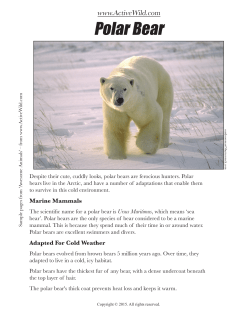 Polar Bear - Active Wild