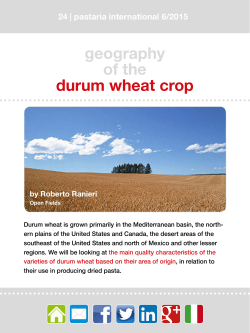geography of the durum wheat crop