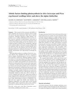 Abiotic factors limiting photosynthesis in Abies lasiocarpa and Picea