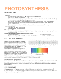 PhotosynthesisReview.doc - NeoOffice Writer - Biology-Lab-1