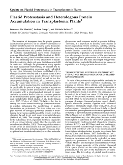 Plastid Proteostasis and Heterologous Protein