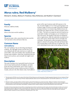Red Mulberry - Charlotte County Extension Service