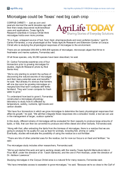 Microalgae could be Texas` next big cash crop