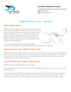 Diabetes Mellitus in Cats - Overview