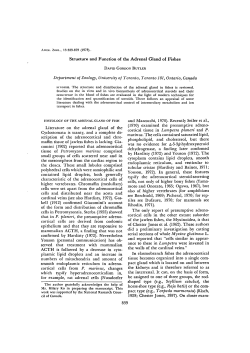 Structure and Function of the Adrenal Gland of Fishes Department of