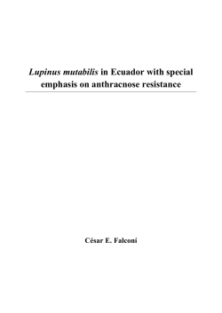 Lupinus mutabilis in Ecuador with special emphasis on anthracnose