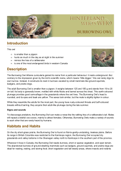 The Burrowing Owl