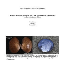 Nuttallia obscurata - University of Washington