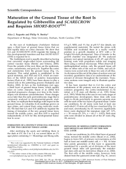 Maturation of the Ground Tissue of the Root Is