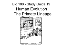Human Evolution The Primate Lineage