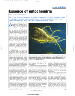 Essence of mitochondria