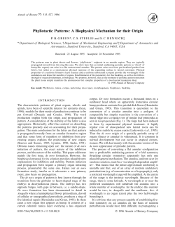 Phyllotactic Patterns: A Biophysical Mechanism