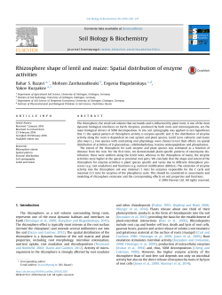 Rhizosphere shape of lentil and maize: Spatial