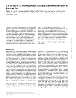 A Dual Role of erbB2 in Myelination and in Expansion of the