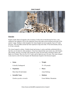 Leopard - davis.k12.ut.us