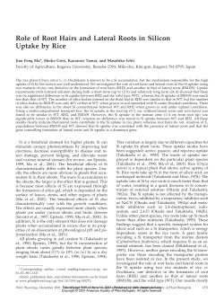 Role of Root Hairs and Lateral Roots in Silicon