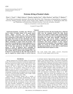 Extreme diving of beaked whales