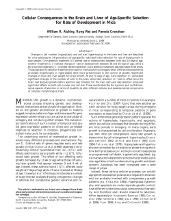 Cellular Consequences in the Brain and Liver of Age