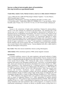 Sucrose cycling in heterotrophic plant cell metabolism: first step