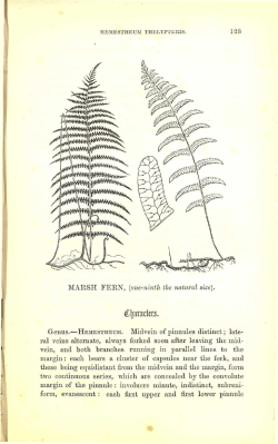 123 MARSH FEEN, (one-ninth the natural size). Genus