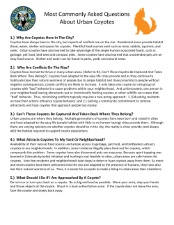 Most Commonly Asked Questions About Urban Coyotes