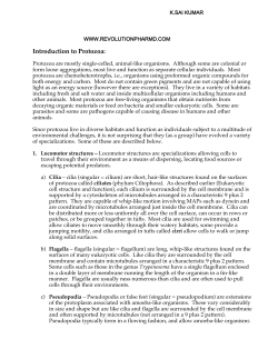 Introduction to Protozoa