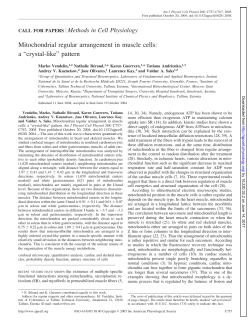 Mitochondrial regular arrangement in muscle cells - AJP-Cell