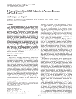 C-Terminal Kinesin Motor KIFC1 Participates in