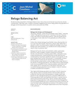 Beluga Balancing Act