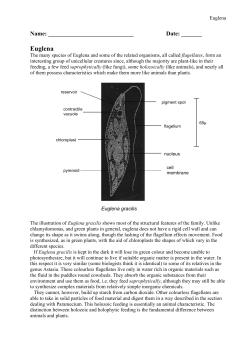 Euglena - Fall River Public Schools