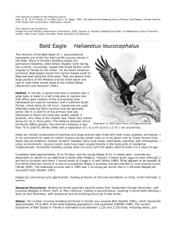 Bald Eagle - Florida Fish and Wildlife Conservation Commission
