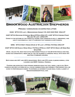 Brookwood Australian Shepherds