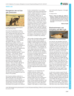 Kangaroos are not low gas producers Backswimmers use buoyancy