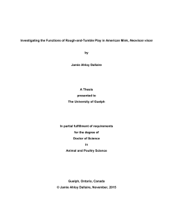 Investigating the Functions of Rough-and-Tumble Play