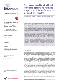 Computational modelling of epidermal stratification highlights the
