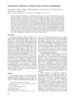 Chromosome 6 Phylogeny in Primates and Centromere