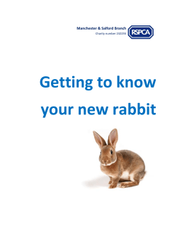 Getting to know your new rabbit