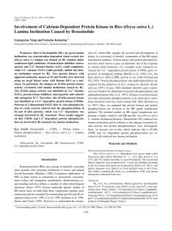 Involvement of Calcium-Dependent Protein Kinase in Rice (Oryza