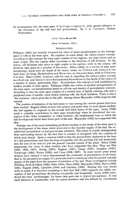 An investigation into the stem apex of Syringa vulgaris L. with